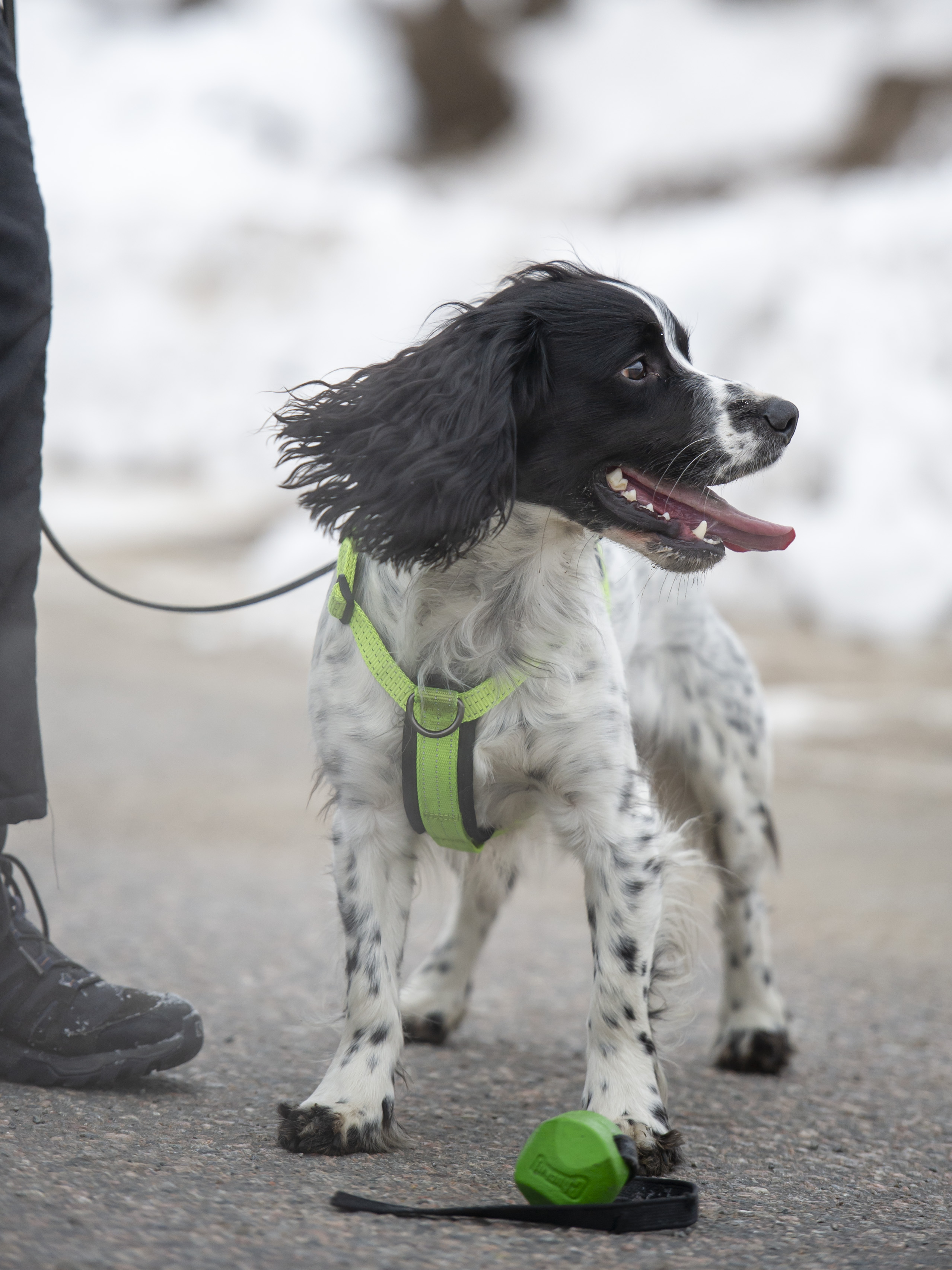 Hunden Berra är nöjd och glad efter ett lyckat sök efter gasläckage