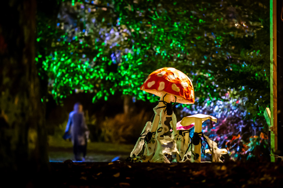 Fantasisvampar i klump står upplysta i en nattsvart park