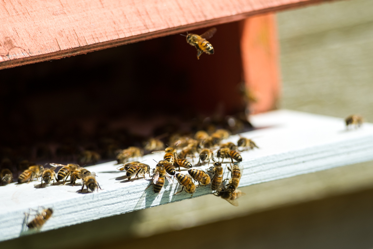 Närbild bin som landar och kryper in och ut genom ingången till sin bikupa