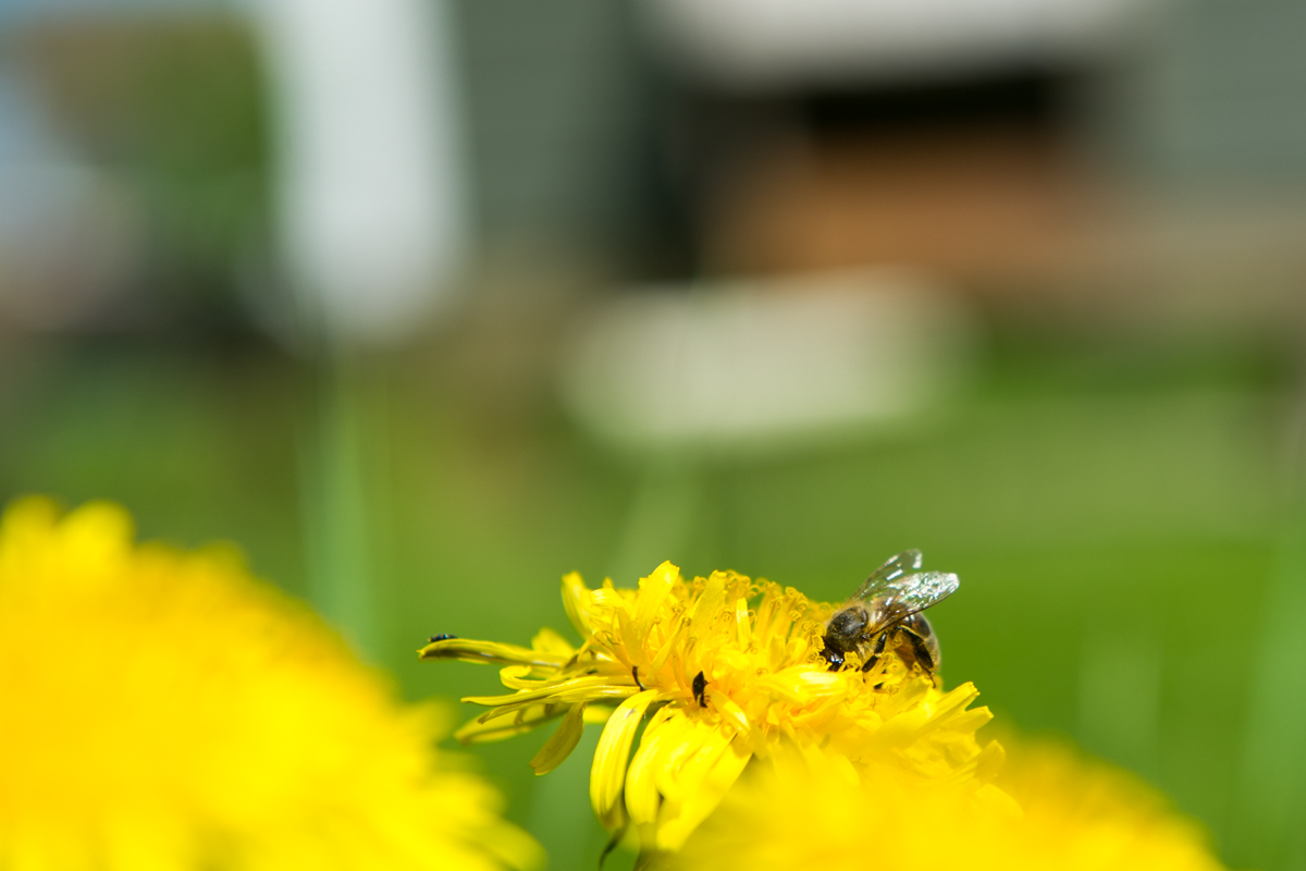 Närbild på bi som pollenerar en maskros