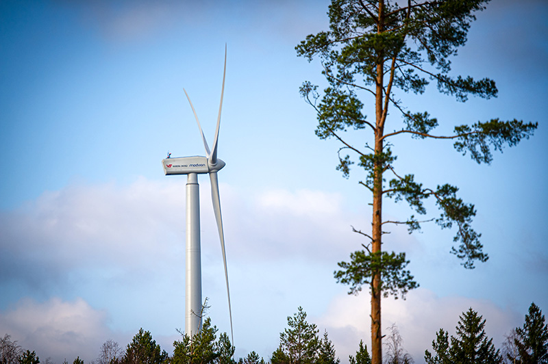 Vindkraftverk syns över granar med blå himmel bakom.